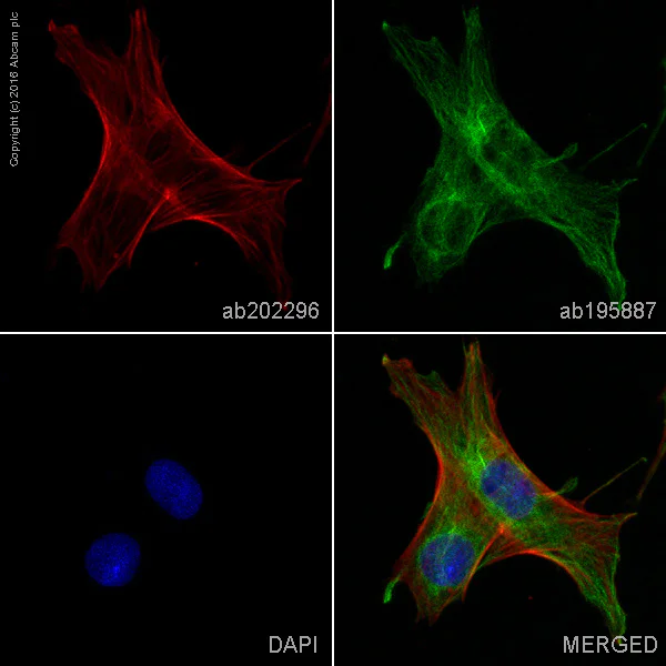 【Macさま専用】Platycerium 'Elsa' とF304 Alexa Fluor® 647 conjugated Anti-alpha smooth muscle Actin