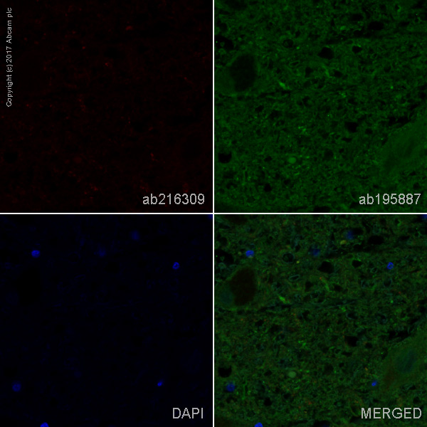 Anti-Alpha-synuclein aggregate Alexa Fluor® 647 antibody