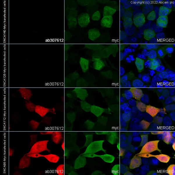 Immunocytochemistry/ Immunofluorescence - Alexa Fluor® 647 Anti-Alpha-synuclein, isoform 98 and 112 antibody [EPR25115-65] (AB307612)