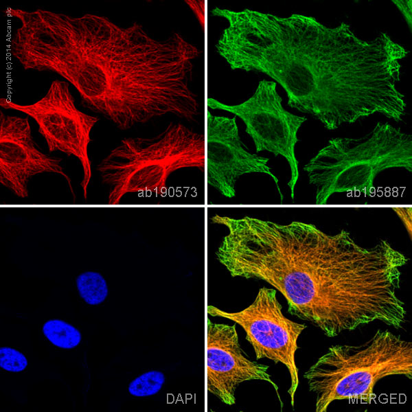 Immunocytochemistry/ Immunofluorescence - Alexa Fluor® 647 Anti-alpha Tubulin antibody [EP1332Y] - Microtubule Marker (AB190573), expandable thumbnail