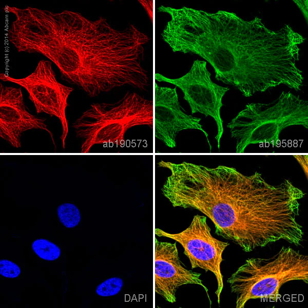 Immunocytochemistry/ Immunofluorescence - Alexa Fluor® 647 Anti-alpha Tubulin antibody [EP1332Y] - Microtubule Marker (AB190573)