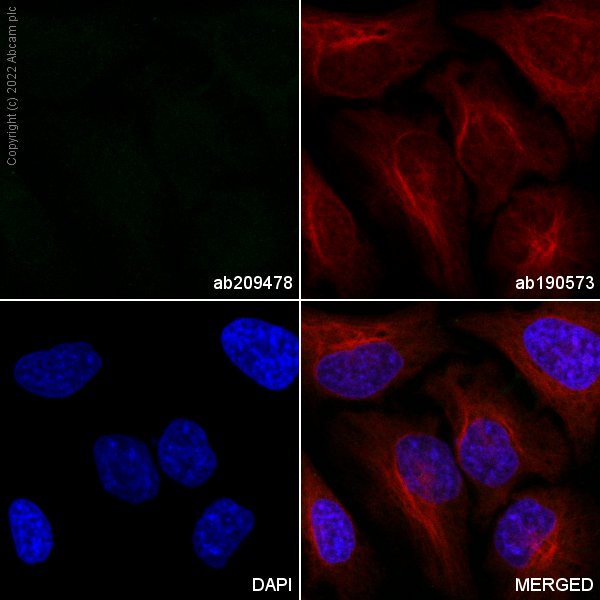Immunocytochemistry/ Immunofluorescence - Alexa Fluor® 647 Anti-alpha Tubulin antibody [EP1332Y] - Microtubule Marker (AB190573)