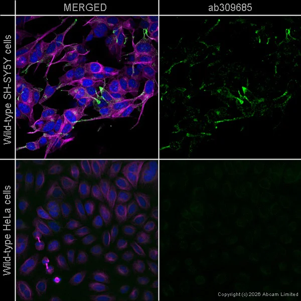 Immunocytochemistry/ Immunofluorescence - Alexa Fluor® 647 Anti-alpha Tubulin antibody [EP1332Y] - Microtubule Marker (AB190573)