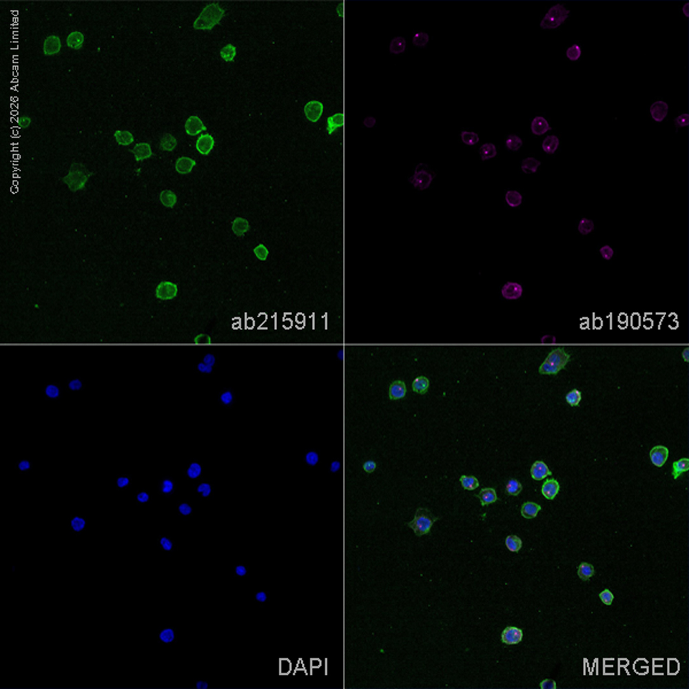 Immunocytochemistry/ Immunofluorescence - Alexa Fluor® 647 Anti-alpha Tubulin antibody [EP1332Y] - Microtubule Marker (AB190573)