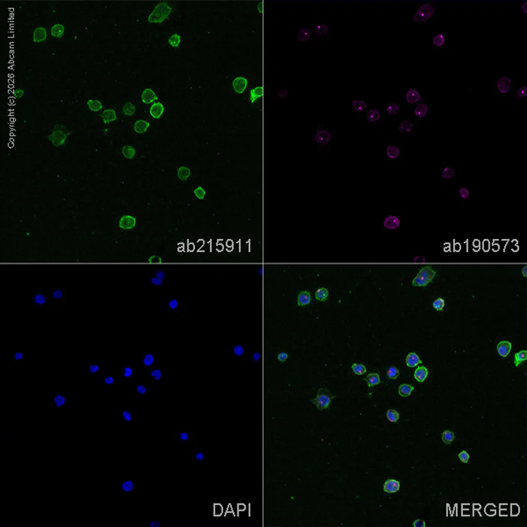 Immunocytochemistry/ Immunofluorescence - Alexa Fluor® 647 Anti-alpha Tubulin antibody [EP1332Y] - Microtubule Marker (AB190573)