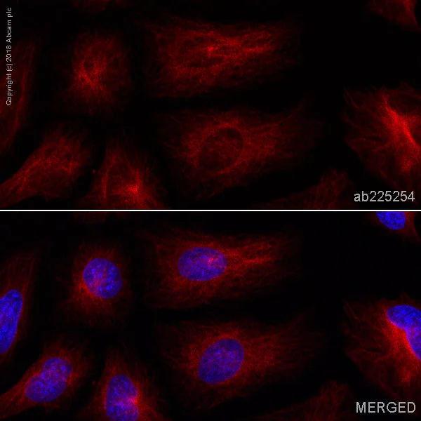 Immunocytochemistry/ Immunofluorescence - Alexa Fluor® 647 Anti-alpha Tubulin antibody [EPR13478(B)] - Microtubule Marker (AB225254)