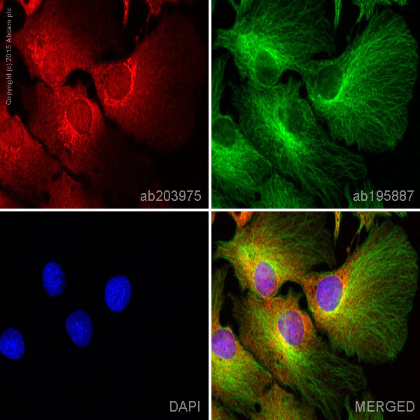 Immunocytochemistry/ Immunofluorescence - Alexa Fluor® 647 Anti-AMF antibody [EPR11663(B)] (AB203975)