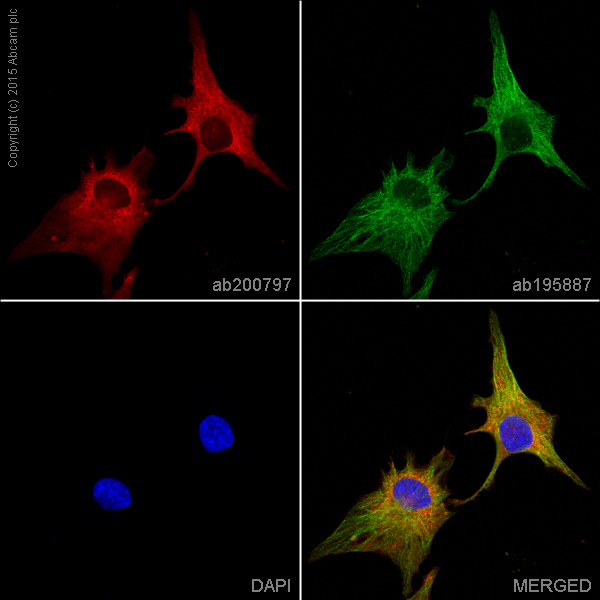 Immunocytochemistry/ Immunofluorescence - Alexa Fluor® 647 Anti-Annexin-2/ANXA2 antibody [EPR13052(B)] (AB200797)