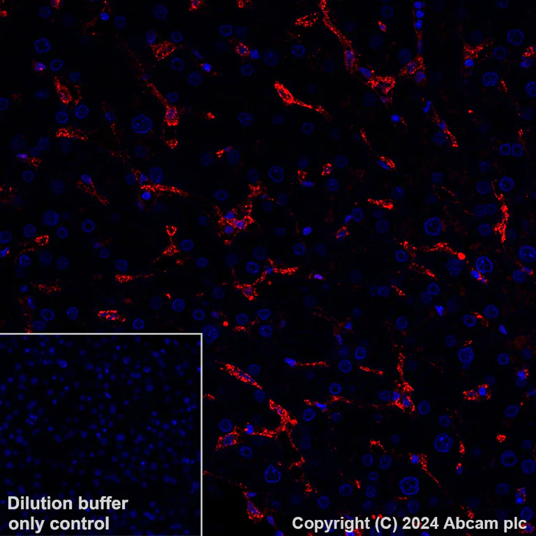 Immunohistochemistry (Formalin/PFA-fixed paraffin-embedded sections) - Alexa Fluor® 647 Anti-Annexin V/ANXA5 antibody [EPR28047-61] (AB318176)