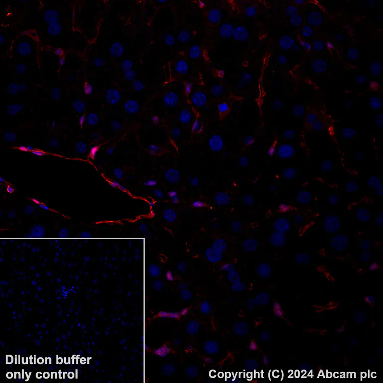Immunohistochemistry (Formalin/PFA-fixed paraffin-embedded sections) - Alexa Fluor® 647 Anti-Annexin V/ANXA5 antibody [EPR28047-61] (AB318176)