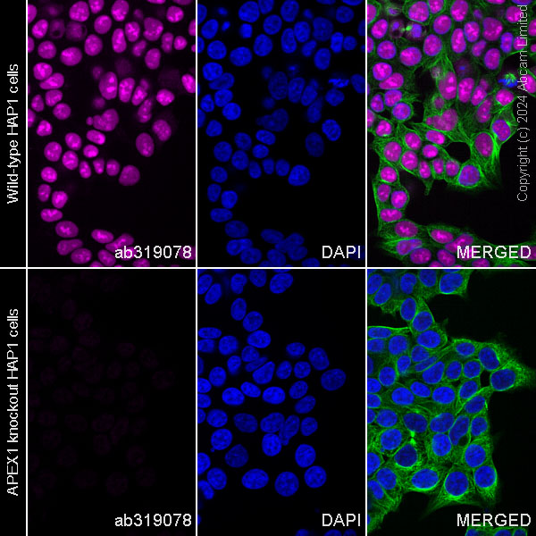 Immunocytochemistry/ Immunofluorescence - Alexa Fluor® 647 Anti-APE1 antibody [EPR18378-45] (AB319078), expandable thumbnail