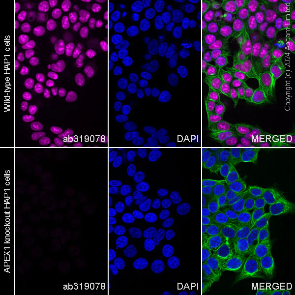 Immunocytochemistry/ Immunofluorescence - Alexa Fluor® 647 Anti-APE1 antibody [EPR18378-45] (AB319078)