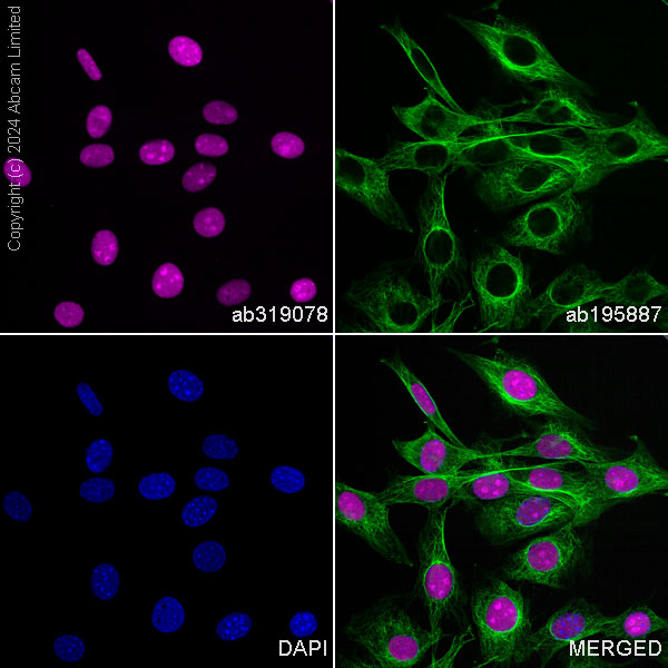 Immunocytochemistry/ Immunofluorescence - Alexa Fluor® 647 Anti-APE1 antibody [EPR18378-45] (AB319078), expandable thumbnail