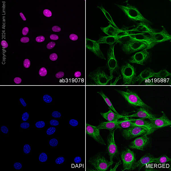 Immunocytochemistry/ Immunofluorescence - Alexa Fluor® 647 Anti-APE1 antibody [EPR18378-45] (AB319078)