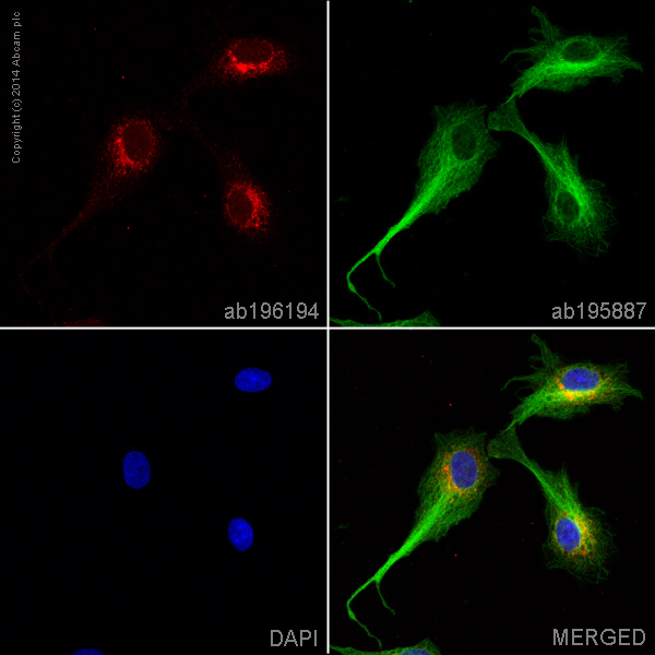 Immunocytochemistry/ Immunofluorescence - Alexa Fluor® 647 Anti-Apolipoprotein E antibody [EP1374Y] (AB196194)
