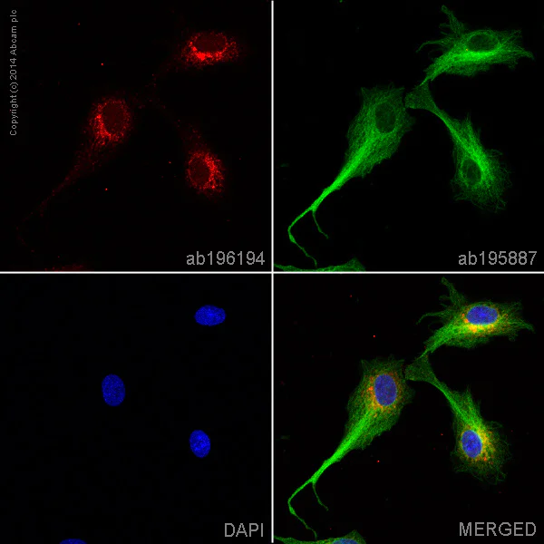Immunocytochemistry/ Immunofluorescence - Alexa Fluor® 647 Anti-Apolipoprotein E antibody [EP1374Y] (AB196194)