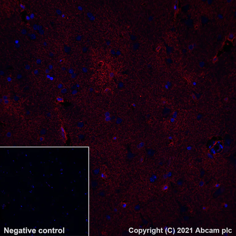 Immunohistochemistry (Formalin/PFA-fixed paraffin-embedded sections) - Alexa Fluor® 647 Anti-Aquaporin 4 antibody [EPR24281-65] (AB290986)