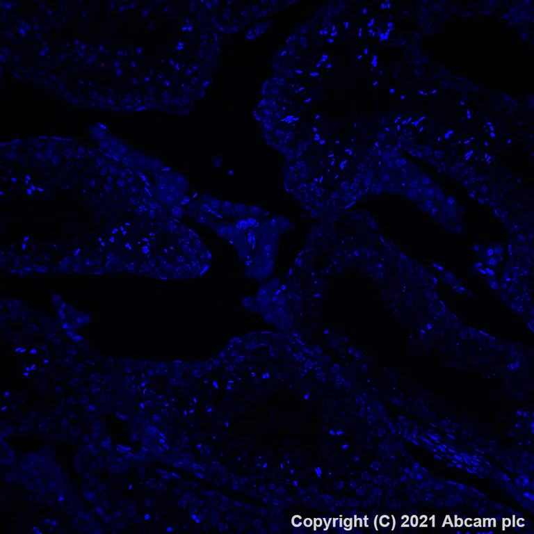 Immunohistochemistry (Formalin/PFA-fixed paraffin-embedded sections) - Alexa Fluor® 647 Anti-Aquaporin 4 antibody [EPR24281-65] (AB290986)