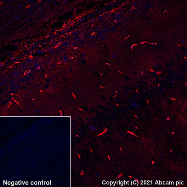 Immunohistochemistry (Formalin/PFA-fixed paraffin-embedded sections) - Alexa Fluor® 647 Anti-Aquaporin 4 antibody [EPR24281-65] (AB290986)