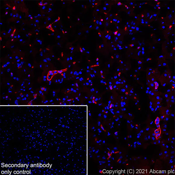 Immunohistochemistry (Frozen sections) - Alexa Fluor® 647 Anti-Aquaporin 4 antibody [EPR24281-65] (AB290986)