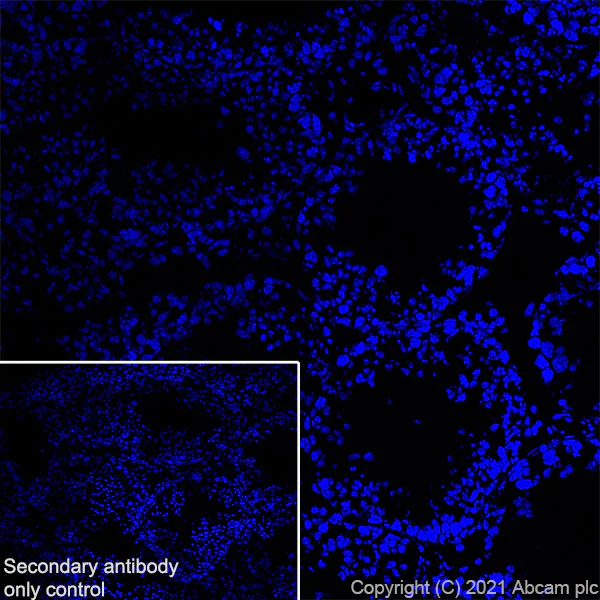 Immunohistochemistry (Frozen sections) - Alexa Fluor® 647 Anti-Aquaporin 4 antibody [EPR24281-65] (AB290986)