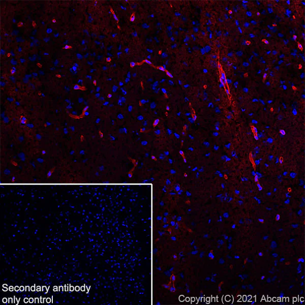 Immunohistochemistry (Frozen sections) - Alexa Fluor® 647 Anti-Aquaporin 4 antibody [EPR24281-65] (AB290986)