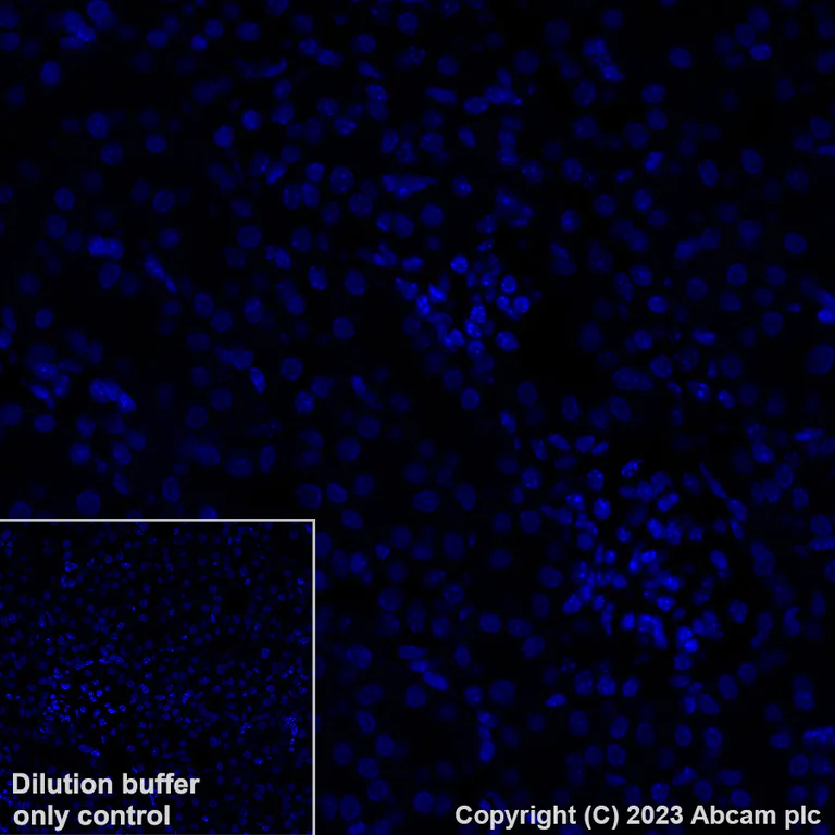 Immunohistochemistry (Formalin/PFA-fixed paraffin-embedded sections) - Alexa Fluor® 647 Anti-Aquaporin 5 antibody [EPR27474-70] (AB316344)