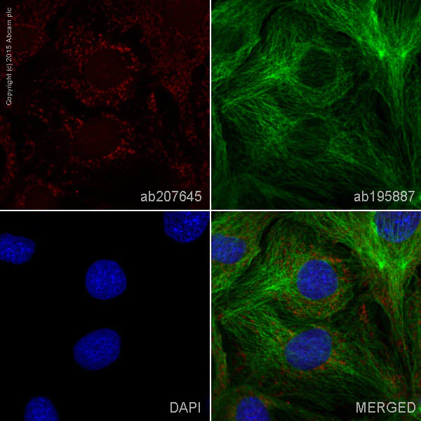 Immunocytochemistry/ Immunofluorescence - Alexa Fluor® 647 Anti-ARF1 + ARF3 antibody [EPR443] (AB207645)