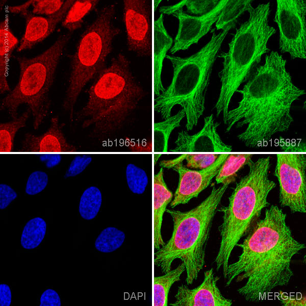 Immunocytochemistry/ Immunofluorescence - Alexa Fluor® 647 Anti-Argonaute-2 antibody [EPR10410] (AB196516), expandable thumbnail