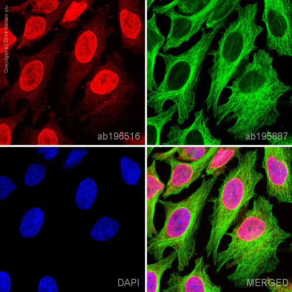 Immunocytochemistry/ Immunofluorescence - Alexa Fluor® 647 Anti-Argonaute-2 antibody [EPR10410] (AB196516)
