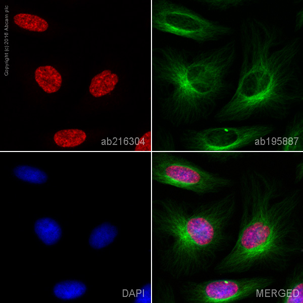 Immunocytochemistry/ Immunofluorescence - Alexa Fluor® 647 Anti-ARID1A antibody [EPR13501] (AB216304), expandable thumbnail