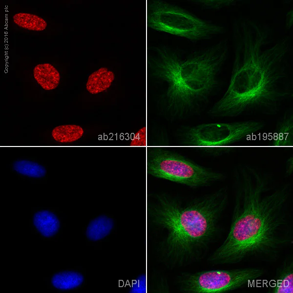 Immunocytochemistry/ Immunofluorescence - Alexa Fluor® 647 Anti-ARID1A antibody [EPR13501] (AB216304)