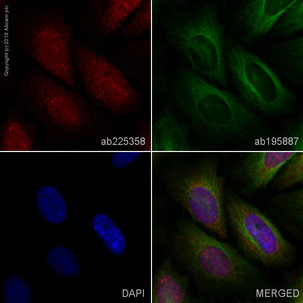 Immunocytochemistry/ Immunofluorescence - Alexa Fluor® 647 Anti-Aryl hydrocarbon Receptor antibody [EPR7119(N)(2)] (AB225358)