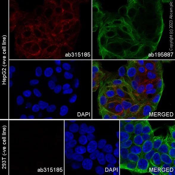 Immunocytochemistry/ Immunofluorescence - Alexa Fluor® 647 Anti-Asialoglycoprotein Receptor 1/HL-1 antibody [EPR22642-17] (AB315185)