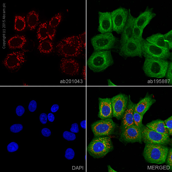 Immunocytochemistry/ Immunofluorescence - Alexa Fluor® 647 Anti-Aspartate Aminotransferase + FABP-1 antibody [EPR12145] (AB201043), expandable thumbnail