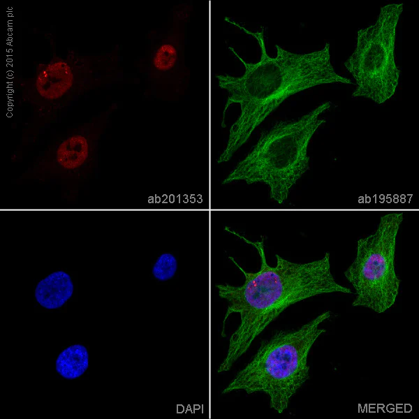 Immunocytochemistry/ Immunofluorescence - Alexa Fluor® 647 Anti-ATAD2 antibody [EPR12730] (AB201353)