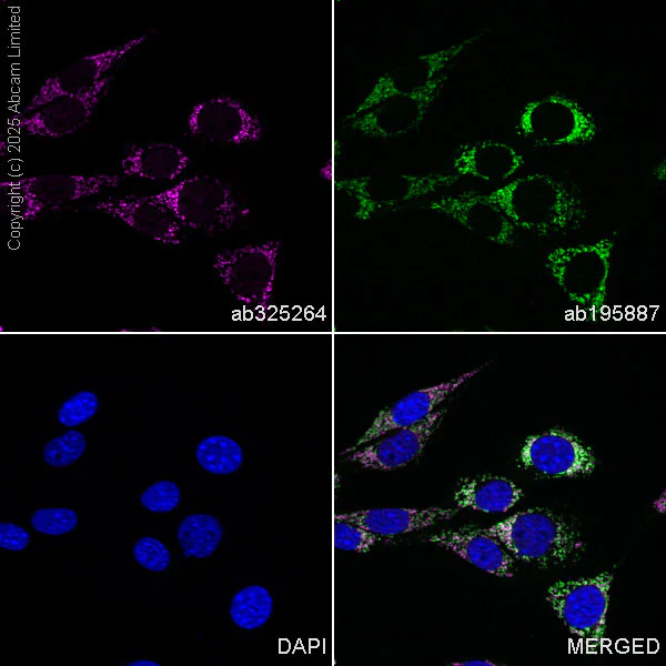 Immunocytochemistry/ Immunofluorescence - Alexa Fluor® 647 Anti-ATAD3A antibody [EPR27484-26] (AB325264)