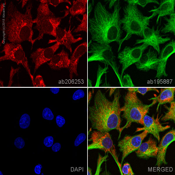Immunocytochemistry/ Immunofluorescence - Alexa Fluor® 647 Anti-ATG9A antibody [EPR2450(2)] (AB206253)
