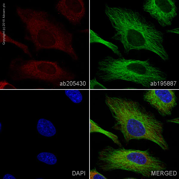 Immunocytochemistry/ Immunofluorescence - Alexa Fluor® 647 Anti-ATP citrate lyase antibody [EP704Y] (AB205430)