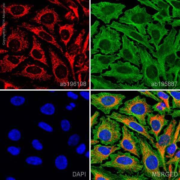 Immunocytochemistry/ Immunofluorescence - Alexa Fluor® 647 Anti-ATP5A antibody [EPR13030(B)] - Mitochondrial Marker (AB196198)