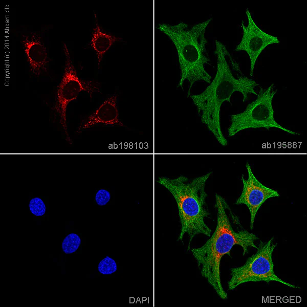 Immunocytochemistry/ Immunofluorescence - Alexa Fluor® 647 Anti-ATP5O antibody [4C11C10D12] (AB198103)