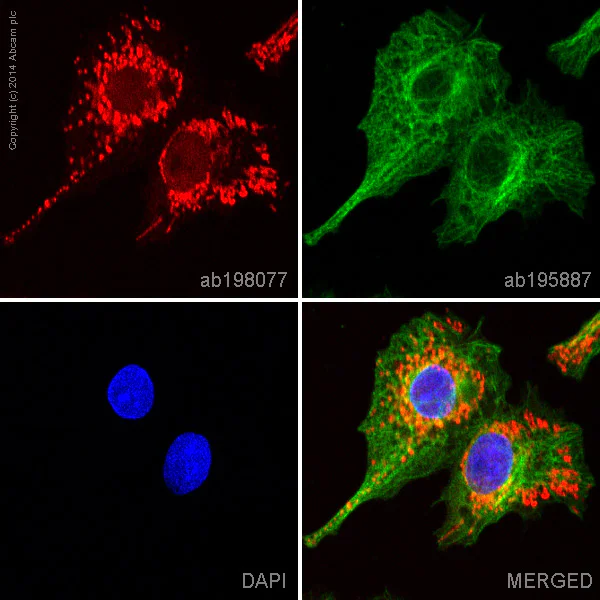Immunocytochemistry/ Immunofluorescence - Alexa Fluor® 647 Anti-ATPase Inhibitory Factor 1/IF1 antibody [5E2D7] (AB198077)