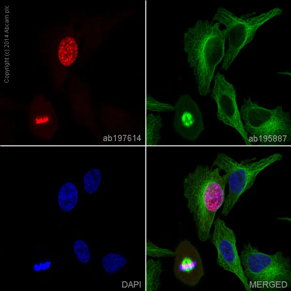 Immunocytochemistry/ Immunofluorescence - Alexa Fluor® 647 Anti-Aurora B antibody [EP1009Y] (AB197614)