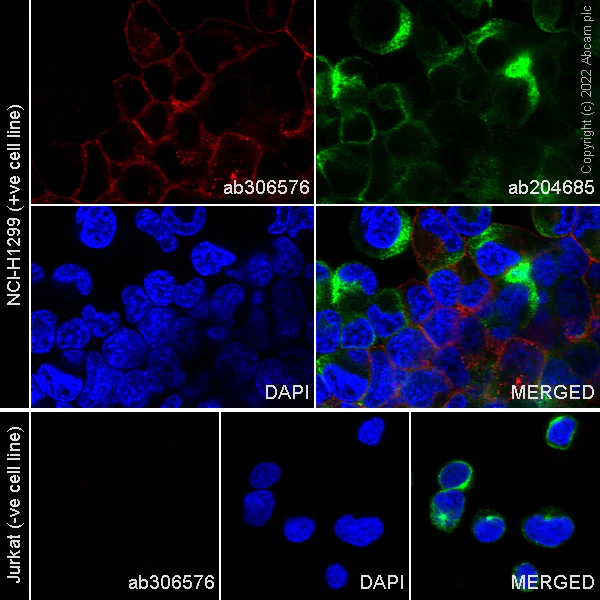 Immunocytochemistry/ Immunofluorescence - Alexa Fluor® 647 Anti-Axl antibody [7E10] (AB306576)
