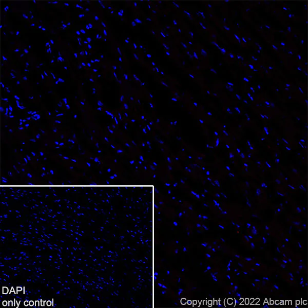 Immunohistochemistry (Frozen sections) - Alexa Fluor® 647 Anti-Bassoon/BSN antibody [EPR25379-3] (AB300673)
