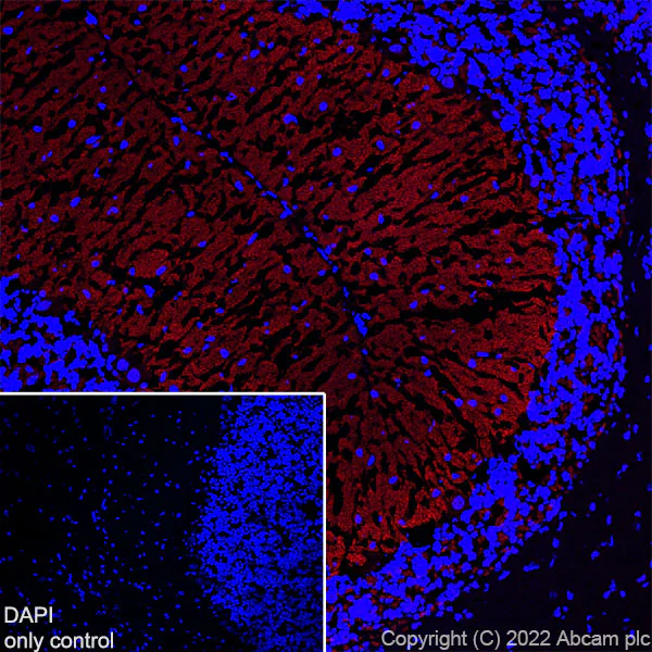 Immunohistochemistry (Frozen sections) - Alexa Fluor® 647 Anti-Bassoon/BSN antibody [EPR25379-3] (AB300673)