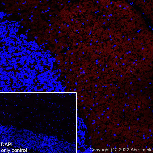 Immunohistochemistry (Frozen sections) - Alexa Fluor® 647 Anti-Bassoon/BSN antibody [EPR25379-3] (AB300673)