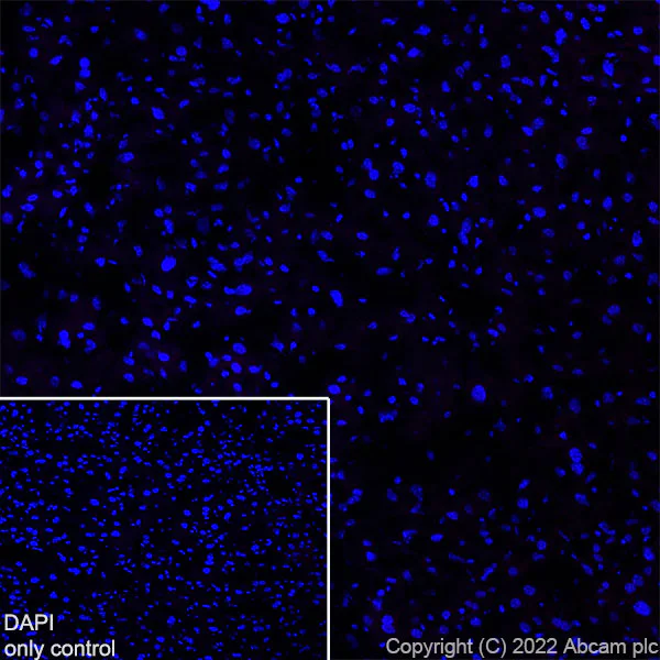 Immunohistochemistry (Frozen sections) - Alexa Fluor® 647 Anti-Bassoon/BSN antibody [EPR25379-3] (AB300673)