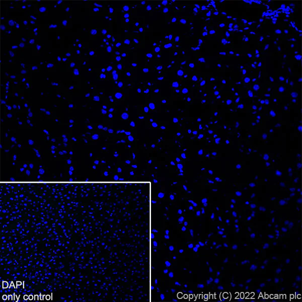 Immunohistochemistry (Frozen sections) - Alexa Fluor® 647 Anti-Bassoon/BSN antibody [EPR25379-3] (AB300673)