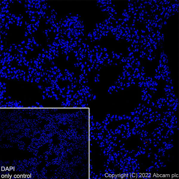 Immunohistochemistry (Frozen sections) - Alexa Fluor® 647 Anti-Bassoon/BSN antibody [EPR25379-3] (AB300673)